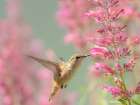 Juvenile male Calliope hummingbird feeding on agastache flowers, New Mexico. Art Print